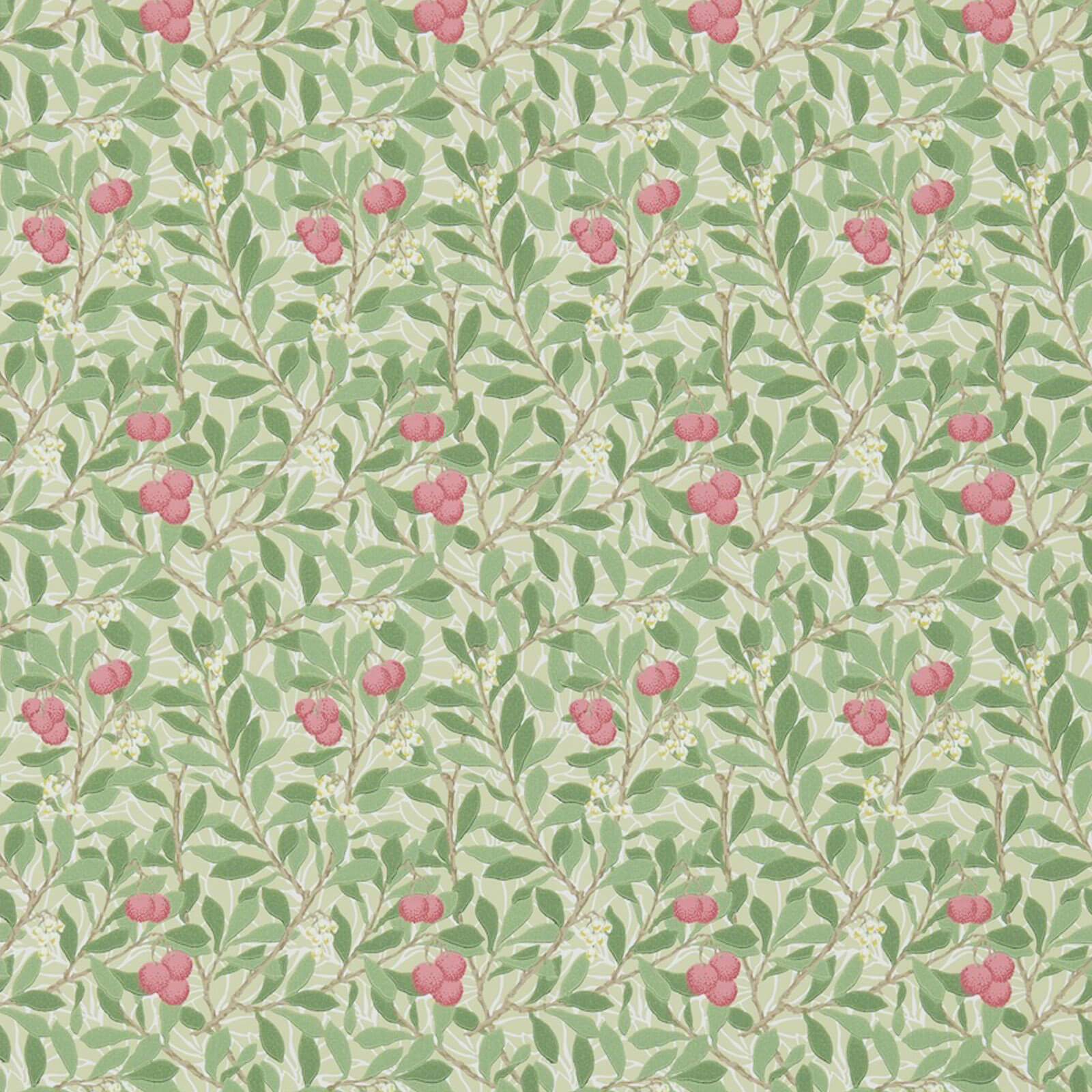 Arbutus Olive/Pink